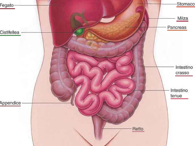 Organi che si trovano sul fianco lato destro del corpo umano